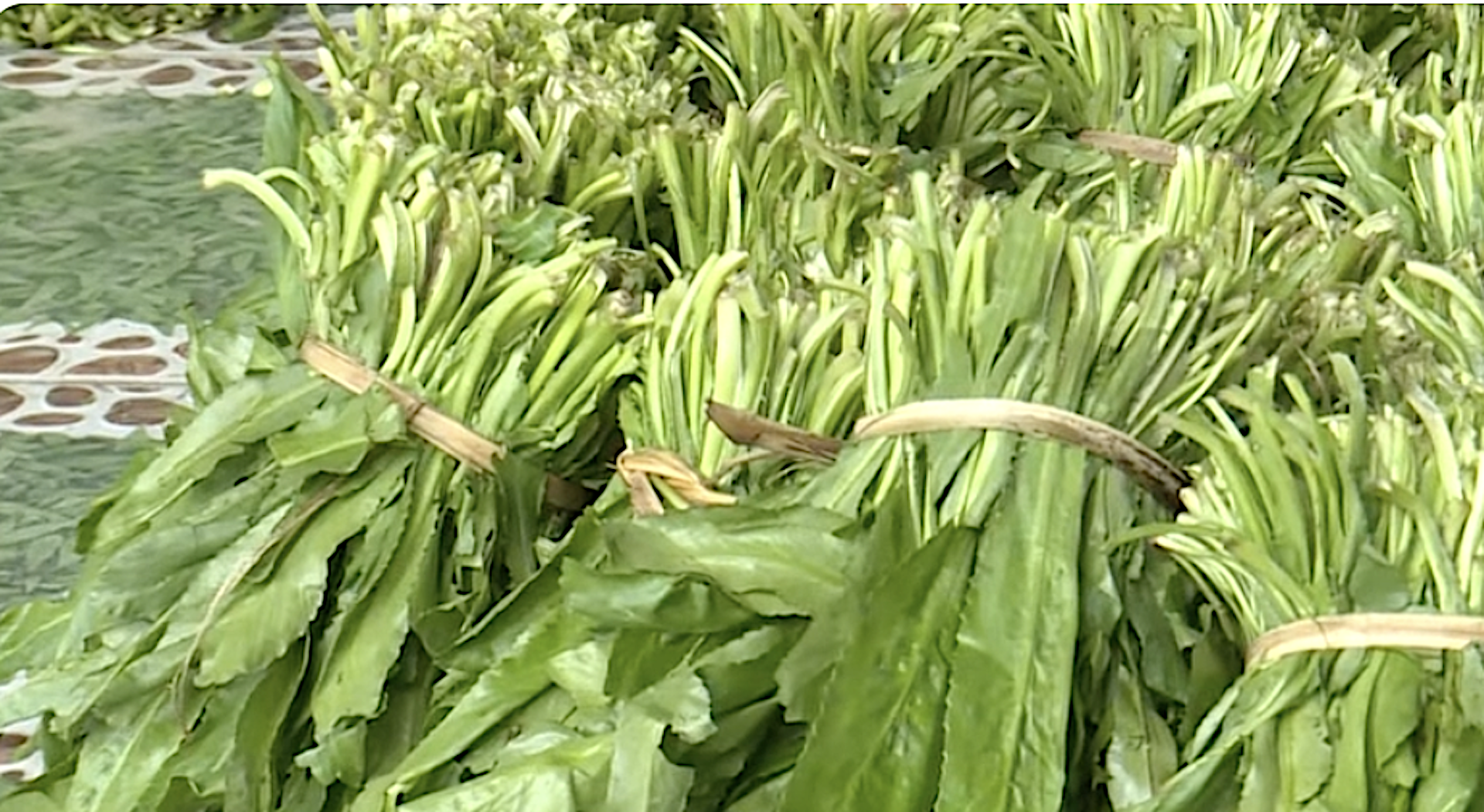 Mã số vùng trồng- Giấy thông hành cho nông sản Việt vươn xa