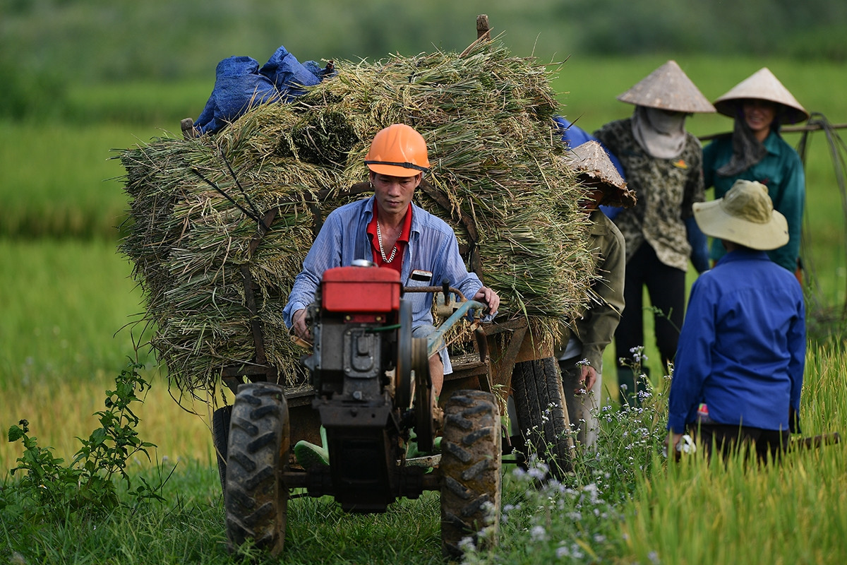 Tận dụng EVFTA, đưa gạo Việt Nam chiếm lĩnh thị trường EU