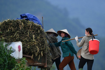 Việt Nam cam kết tham gia bảo đảm an ninh lương thực toàn cầu