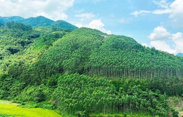 Vietnam earns 51.5 million USD from first forest carbon credit sale