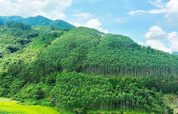 Vietnam earns 51.5 million USD from first forest carbon credit sale