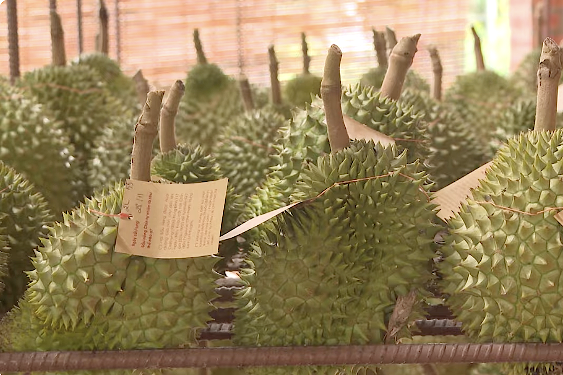 3.000ha sầu riêng đã được cấp mã số vùng trồng