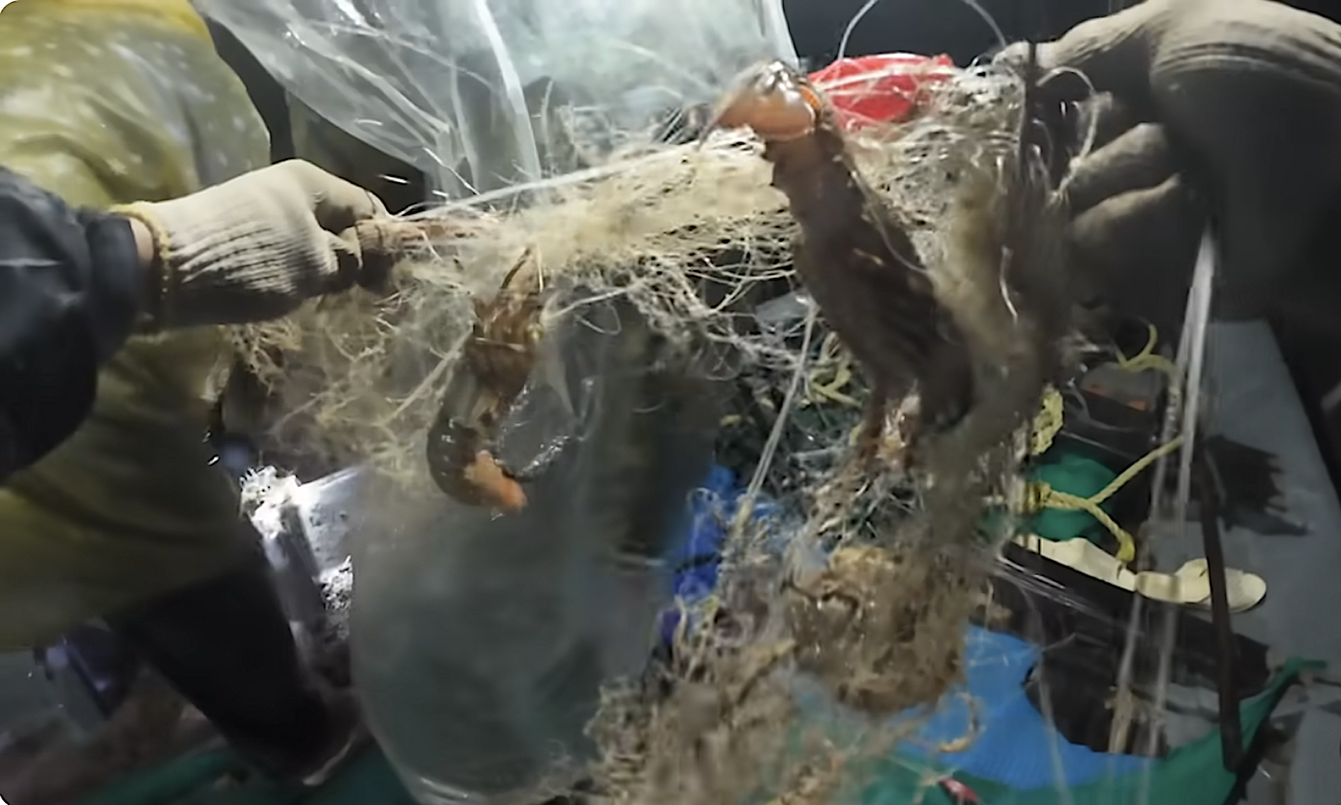 Sử dụng A.I. giúp ngư dân bảo quản, phân phối thủy sản