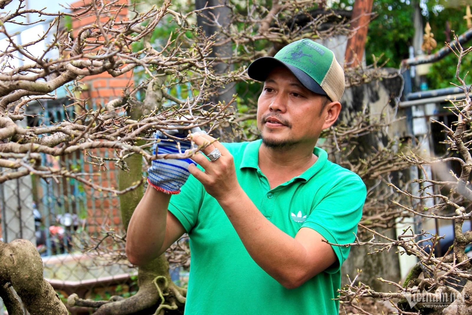 Hối hả tuốt lá, chăm cây, thủ phủ mai vàng ngóng thương lái