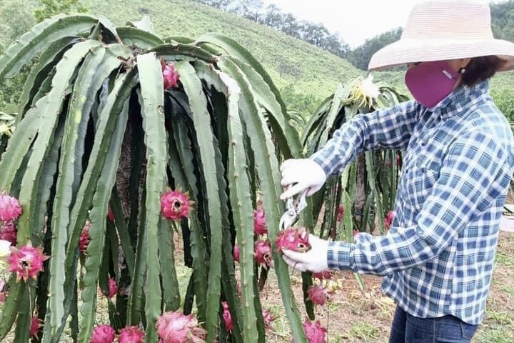 Nâng cao năng lực phòng, chống thiên tai trong ngành nông nghiệp