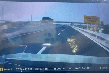 Xác minh clip ô tô chạy ngược chiều vun vút trên cao tốc Mỹ Thuận - Cần Thơ