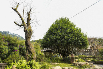 500-year-old Shan Tuyet tea tree in Yen Bai is priceless, not for sale