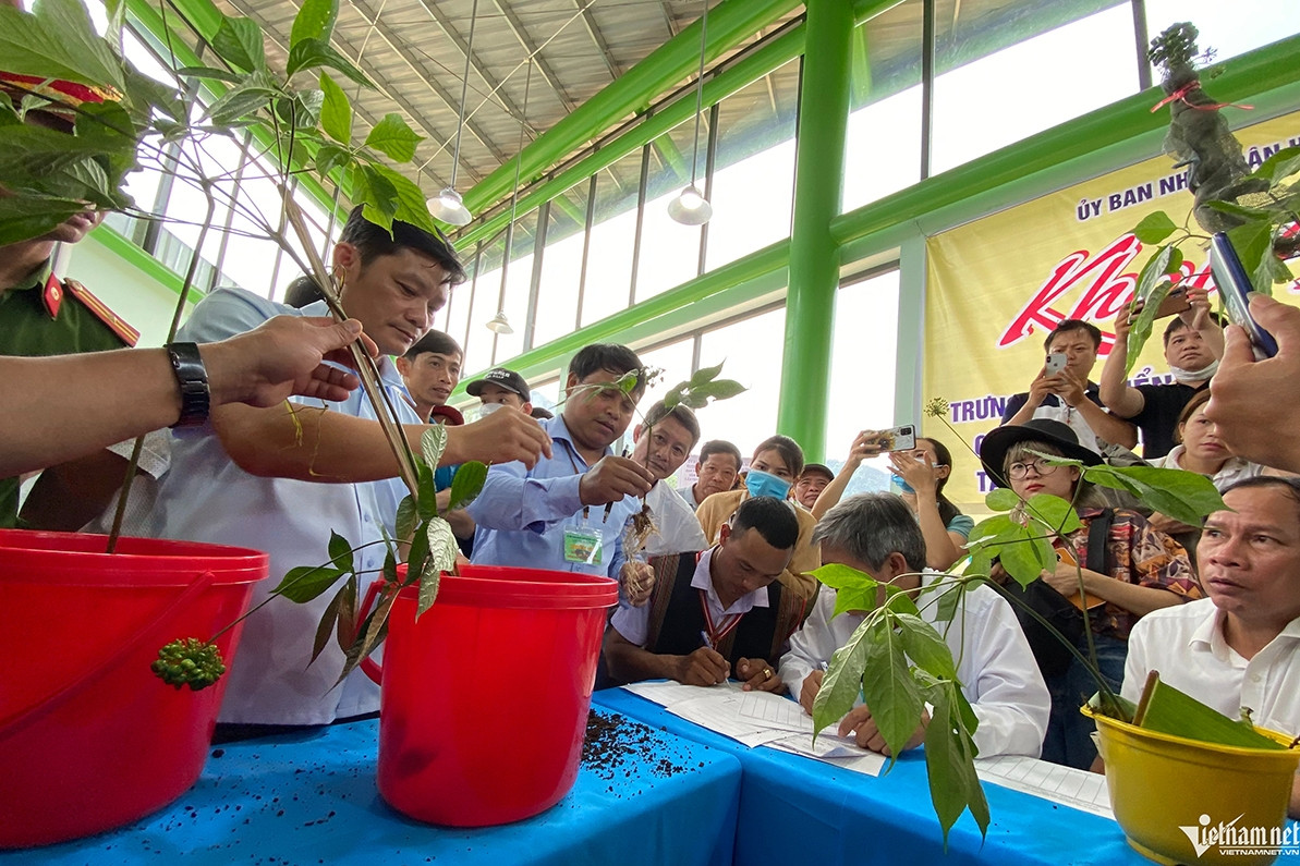 Cấp quyền sử dụng chỉ dẫn địa lý sâm củ Ngọc Linh