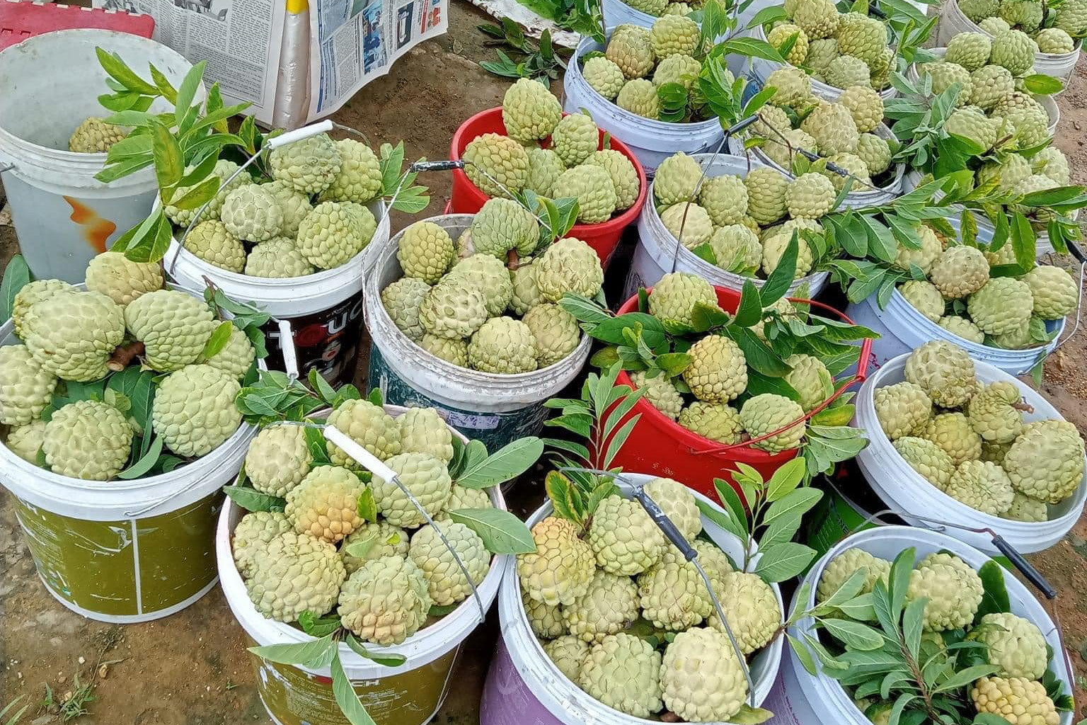 Chuyển đổi số nông nghiệp, Hải Phòng nỗ lực xây dựng hệ thống dữ liệu lớn