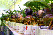 Độc đáo bonsai dừa hình linh vật hút khách mua dịp Tết