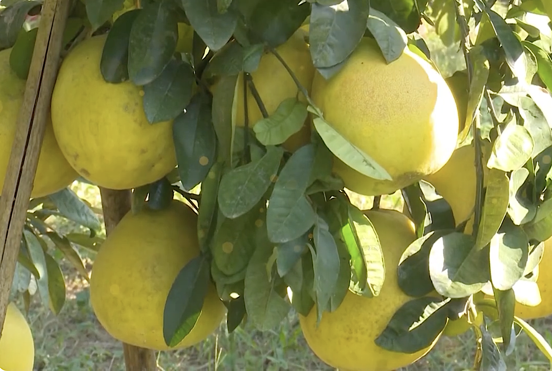 Phân cấp triệt để cho địa phương về quản lý mã số vùng trồng, cơ sở đóng gói