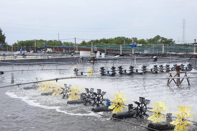 nuoi tom minh phu.jpg