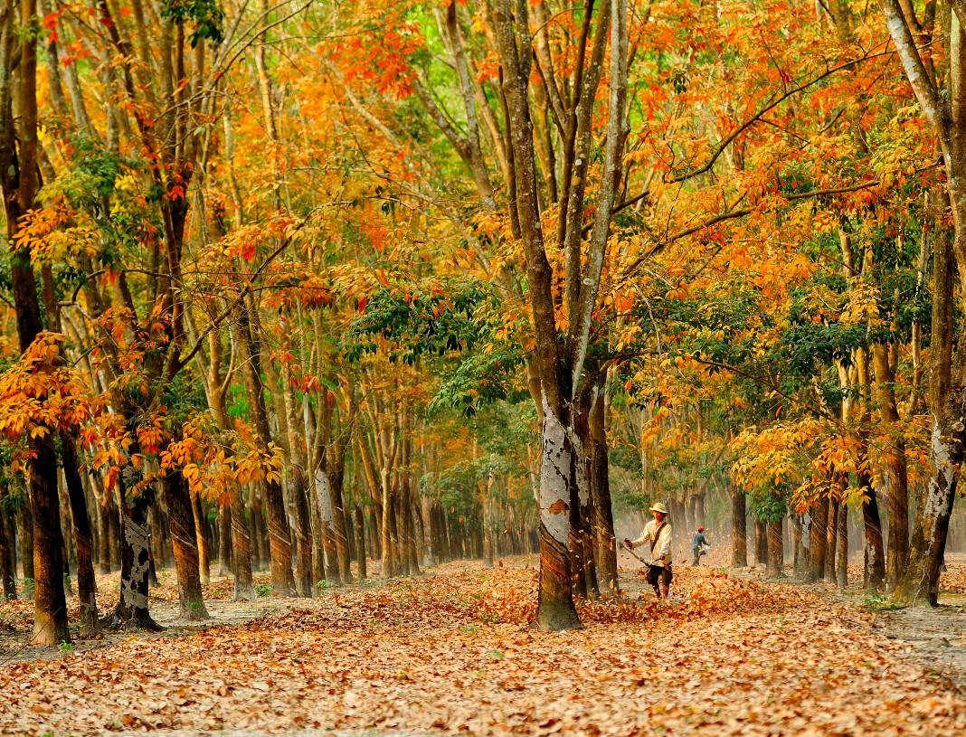 Rubber trees in leaf changing season