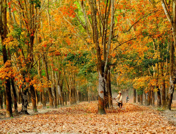 ﻿Rubber trees in leaf changing season