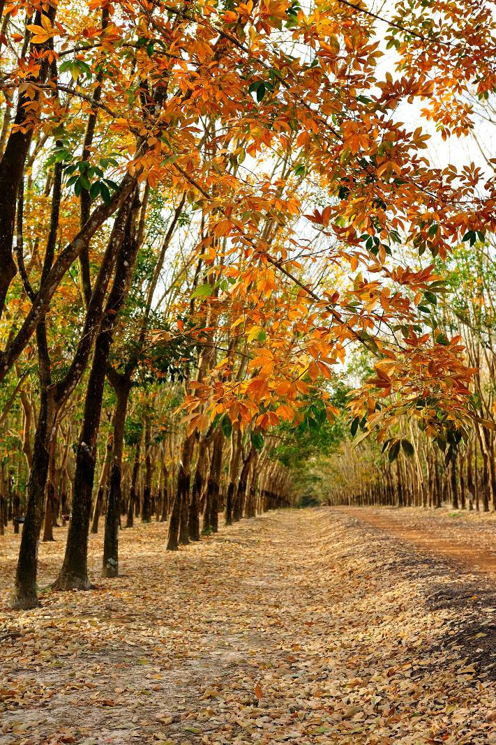 Rubber Tree Colour Rubber trees in leaf changing season