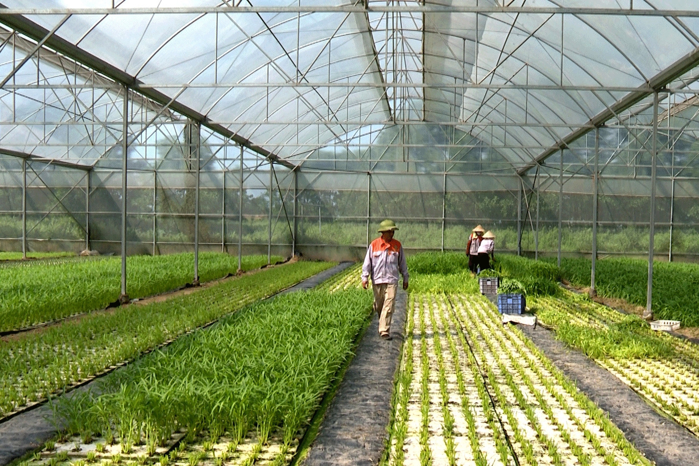 Tạo ra ‘trợ lý ảo’, bộ ngành giúp nông dân nắm rõ xu hướng thị trường nông sản