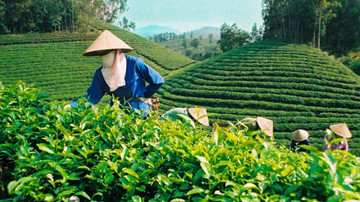 Weak market demand and stricter regulations hinder Vietnam's tea exports