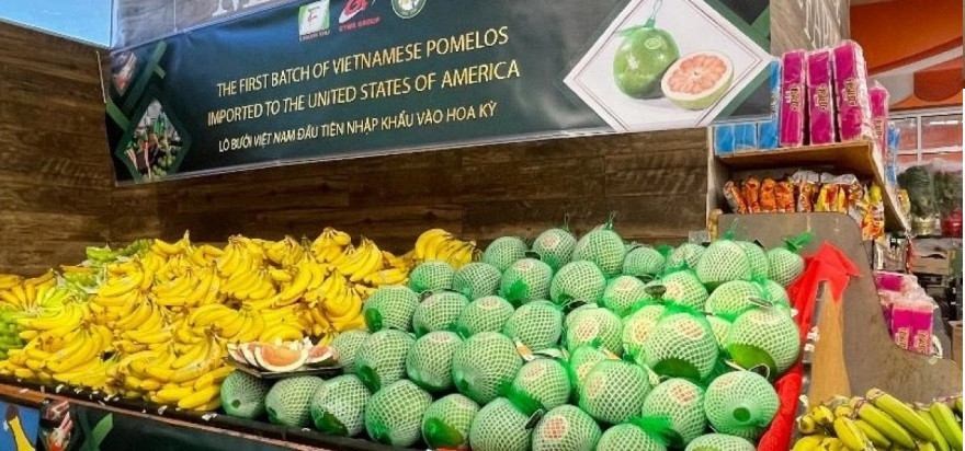 vietnamesepomeloshavebeenlicensedtoentertheusmarket.jpg