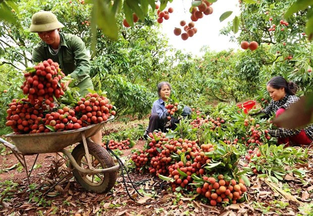 China remains promising market for Vietnamese farm produce