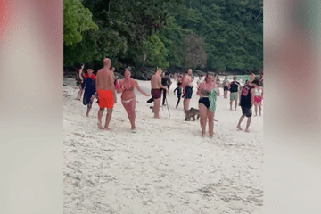 Đàn khỉ tấn công khách du lịch trên bãi biển