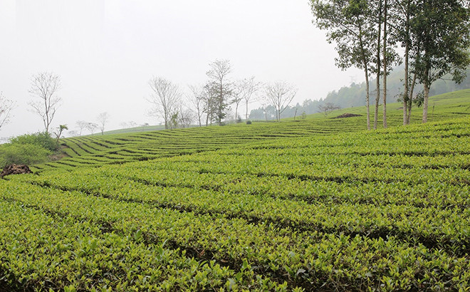 ma so vung trong che yen bai.jpg