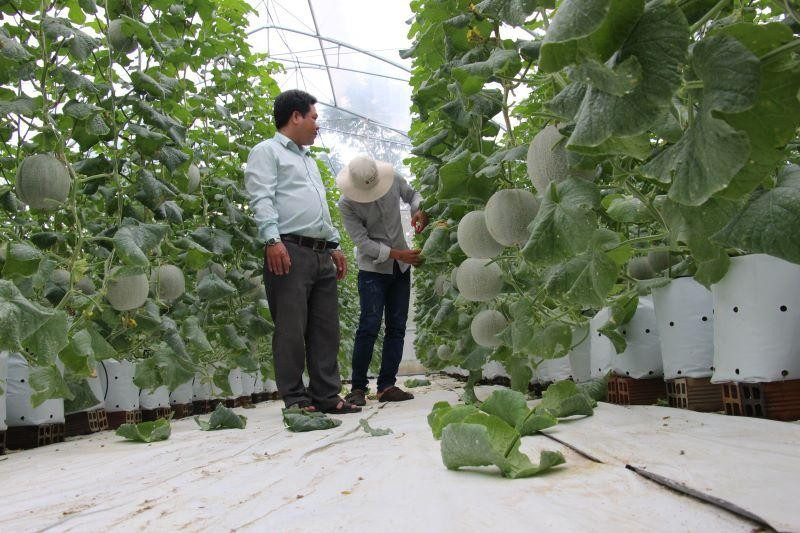 trong dua luoi o hau giang.jpg