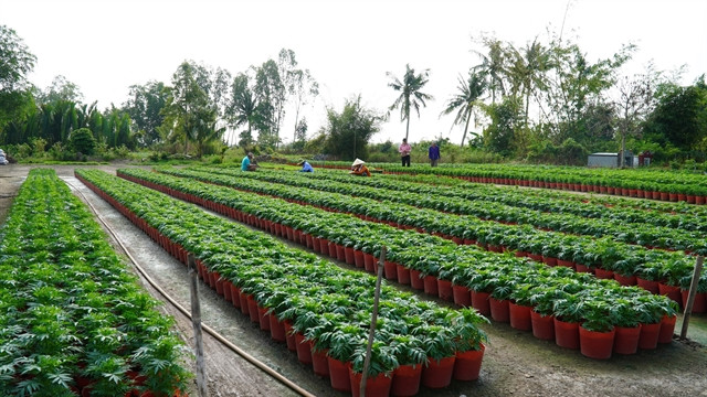 Farmers in Mekong Delta busy growing produce for Tet