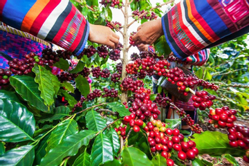 Giá cà phê cao chưa từng có, doanh nghiệp Việt kín đơn hàng