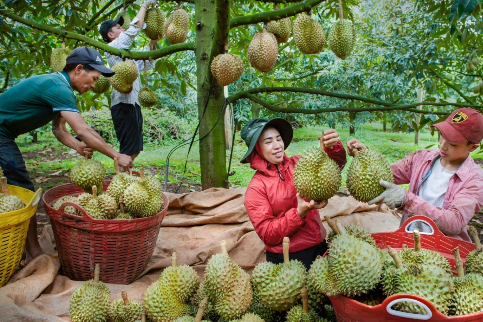 ‘Vua trái cây’ Việt đổ bộ Trung Quốc, thị phần của Thái Lan giảm mạnh