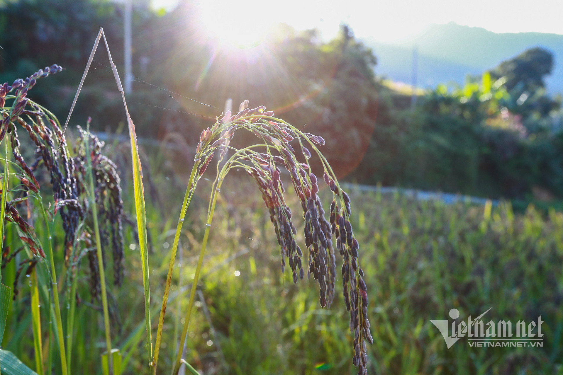 15 hoai khao 0278.jpg