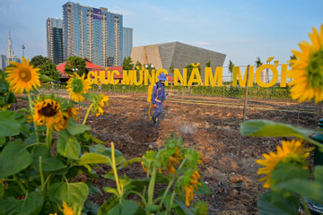 Công viên bên sông Sài Gòn có thêm 20.000 cây hoa hướng dương đón Tết Nguyên đán