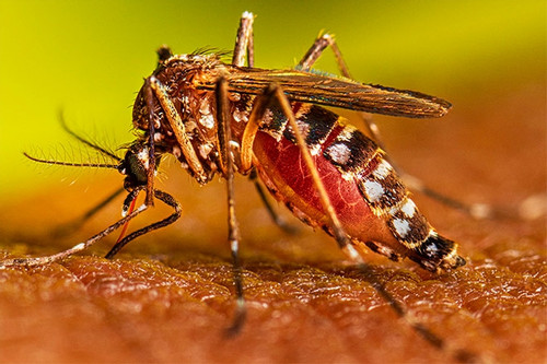 Dùng trí tuệ nhân tạo tìm ra cách đuổi muỗi mang mầm bệnh sốt xuất huyết