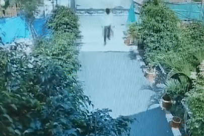 Nam thanh niên thoát cú cắn của rắn hổ mang trong gang tấc