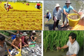 Tìm “lời giải” cho “bài toán” hạn mặn vùng đồng bằng sông Cửu Long