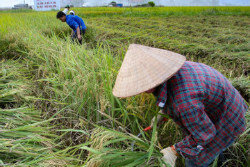 100% xã ở Bà Rịa - Vũng Tàu đạt chuẩn nông thôn mới