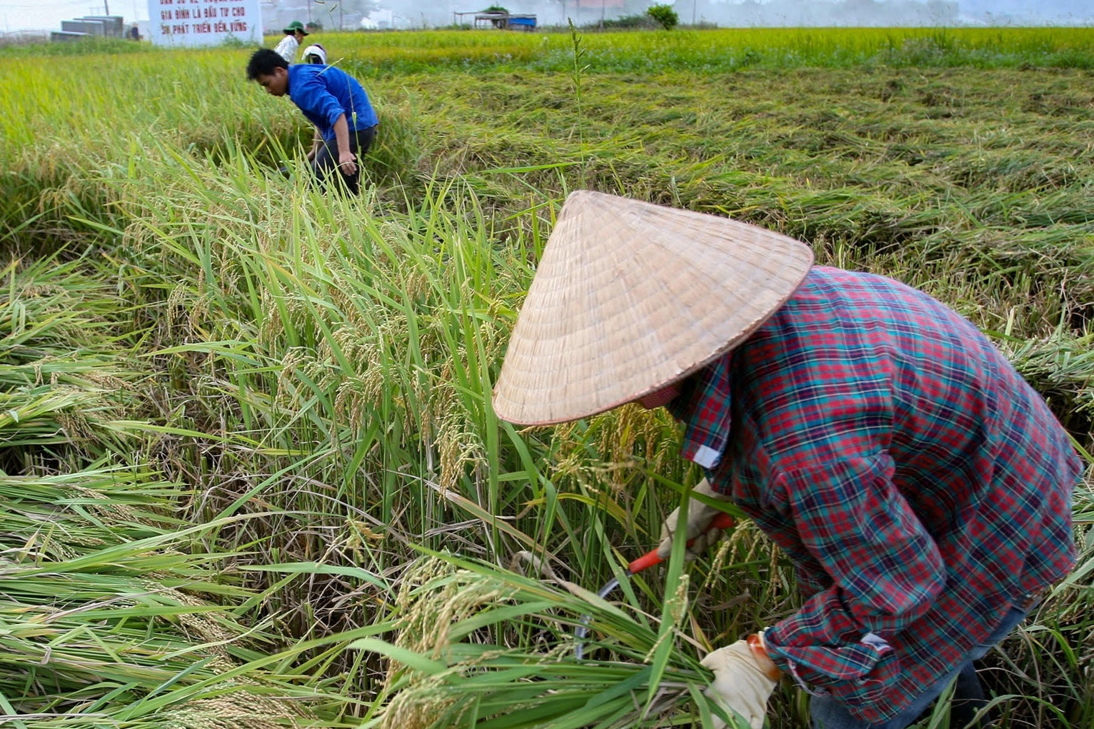 100% xã ở Bà Rịa - Vũng Tàu đạt chuẩn nông thôn mới