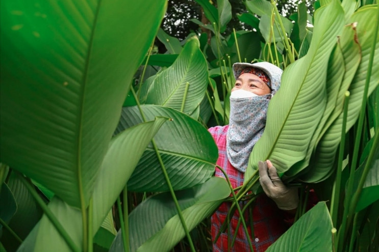 Harvesting Dong leaves for tasty Tet holiday treats