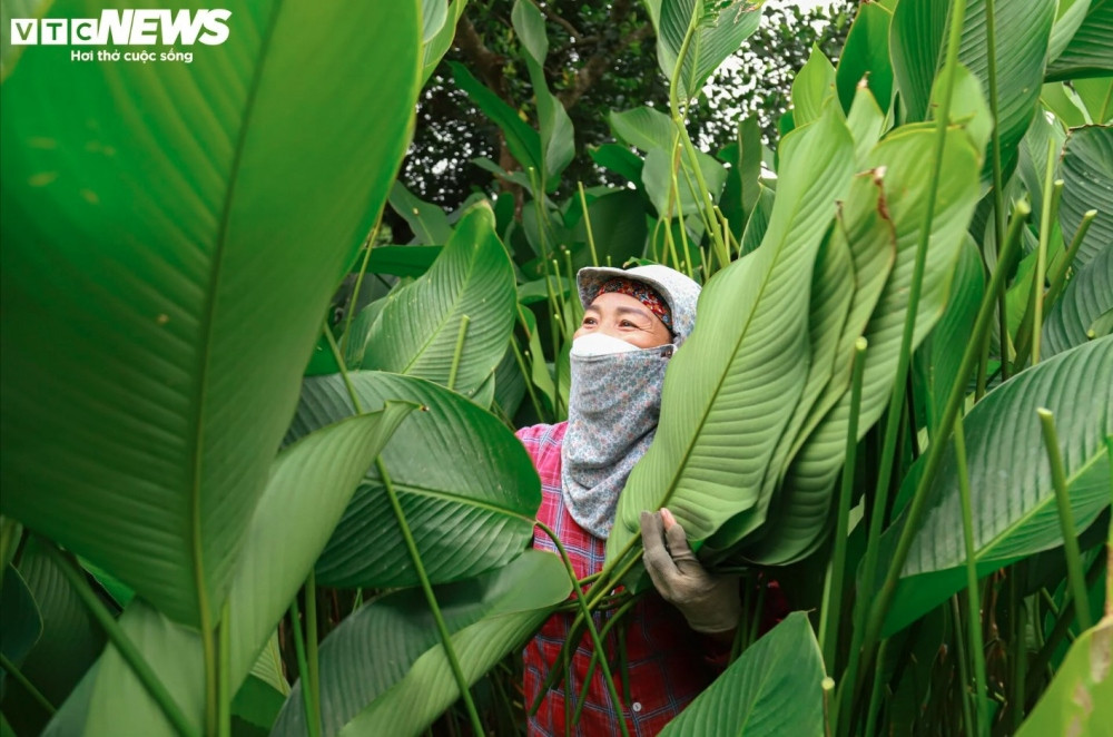 harvesting dong leaves for tasty tet holiday treats picture 3