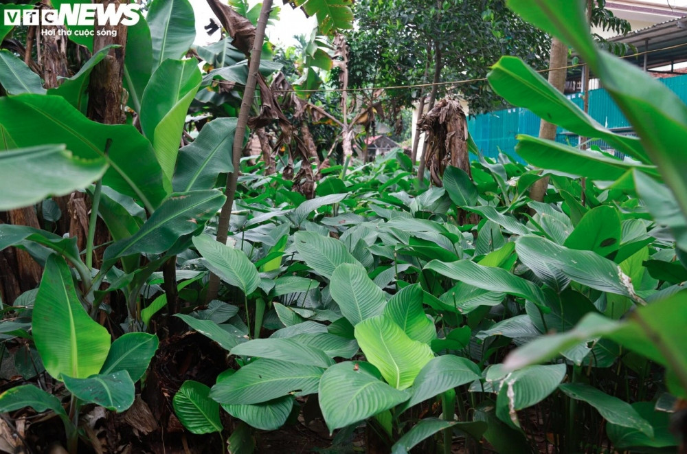 harvesting dong leaves for tasty tet holiday treats picture 10