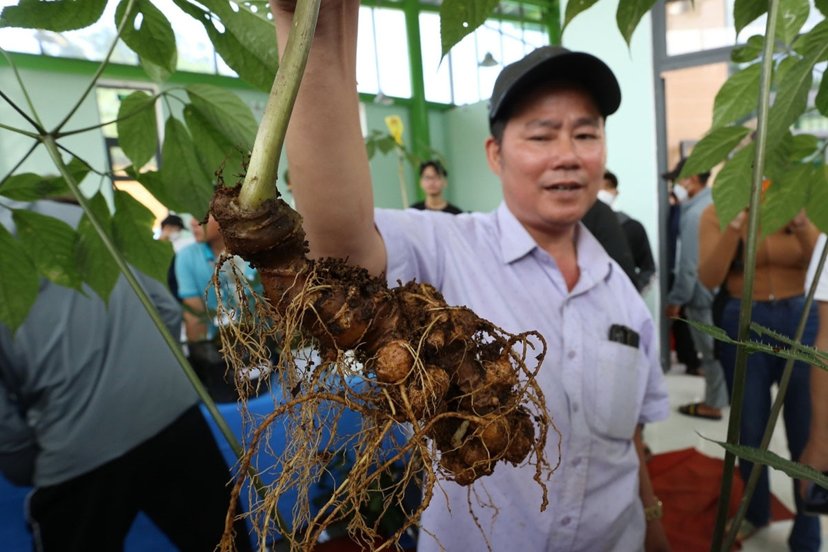 Sâm Ngọc Linh hàng hóa chủ lực để phát triển kinh tế Nam Trà My