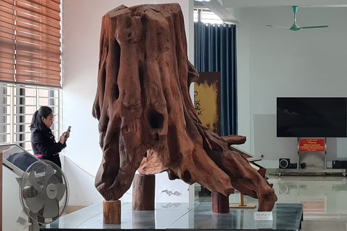 Cận cảnh gốc gỗ sưa 'khủng' trị giá 17 tỷ đồng trong Bảo tàng Quảng Bình