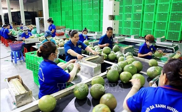 Fruit, vegetable exports see green shoots hinh anh 1