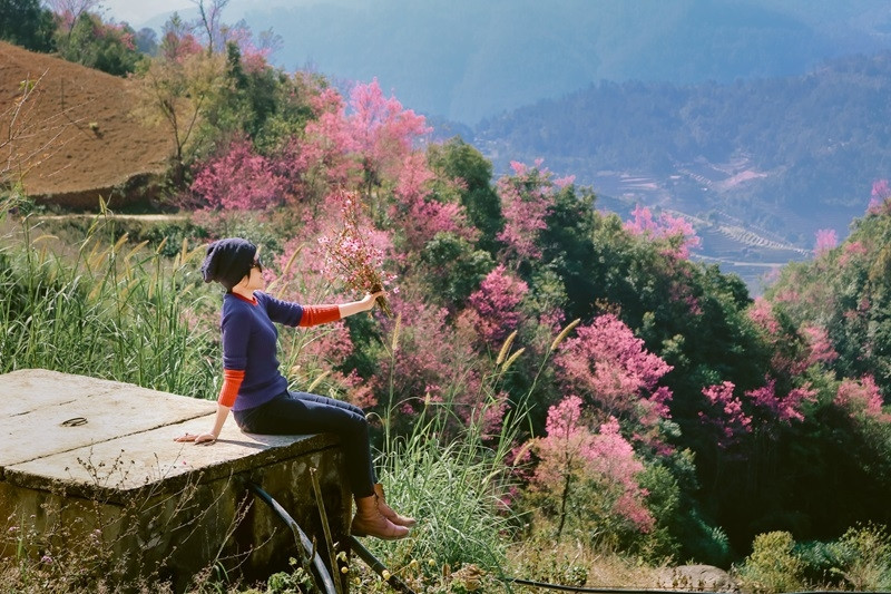 Wild peach blossom greets spring in Mu Cang Chai