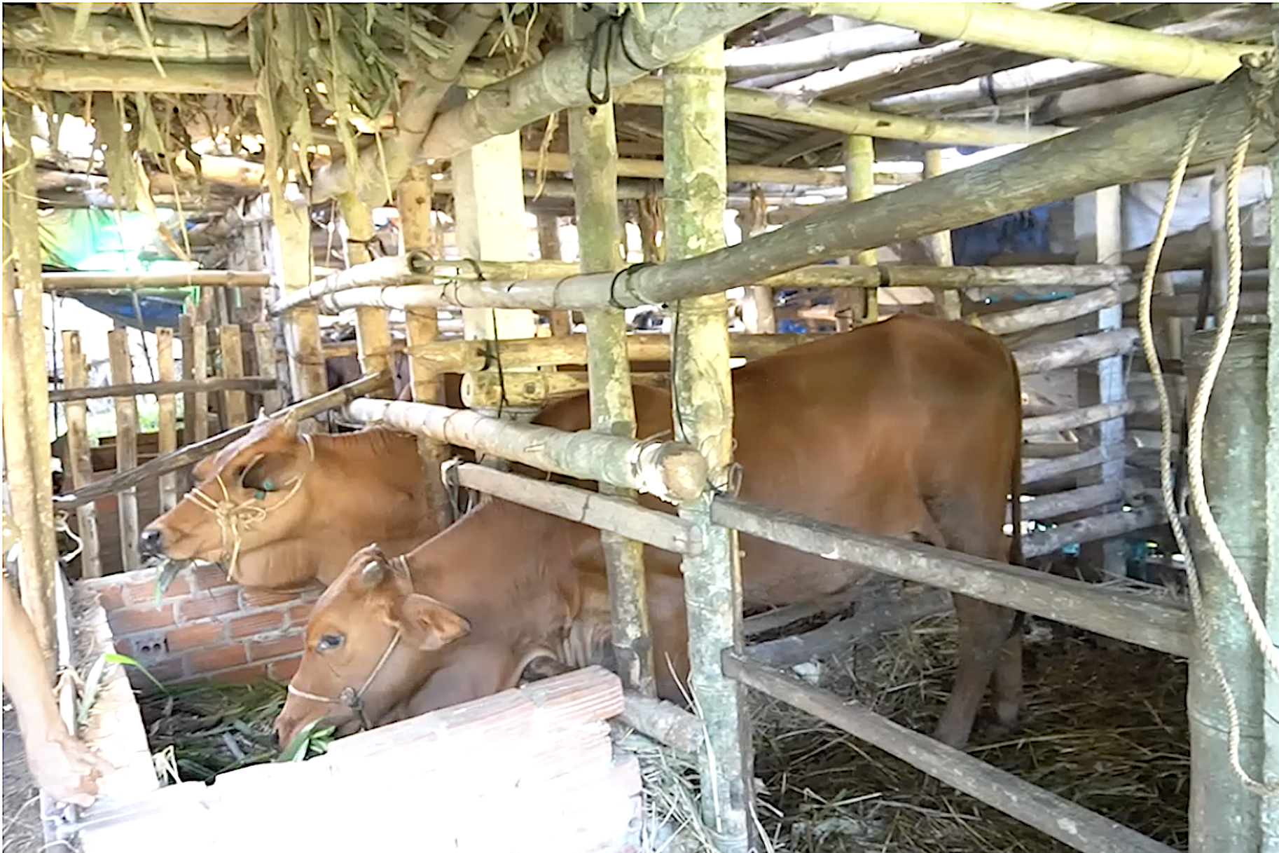 Dự án sinh kế Trà Vinh tiếp sức hộ nghèo Khmer nâng cao đời sống
