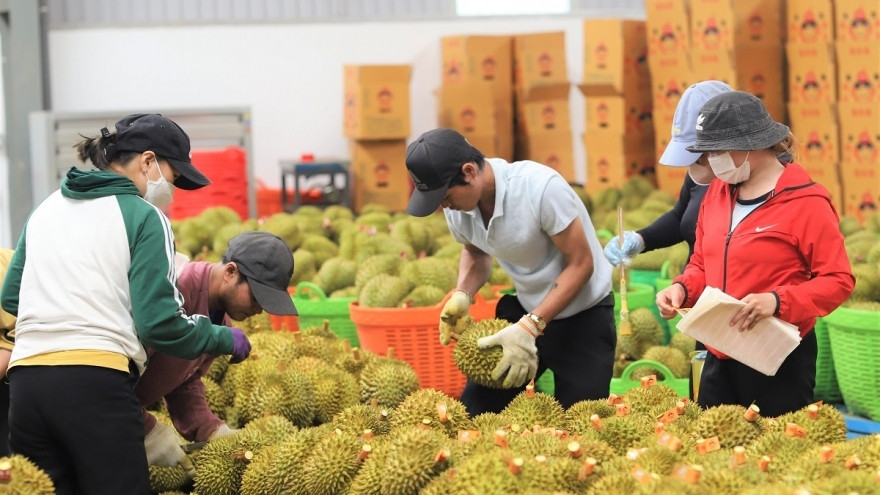 vietnamese durian put under eu microscope for pesticide control picture 1