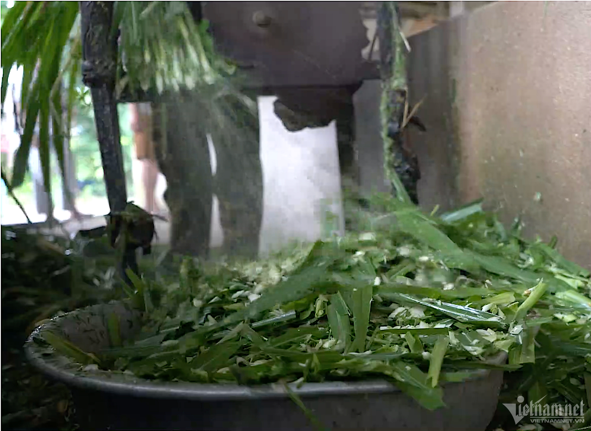 Trước đây, hầu hết hộ dân ở thôn Đông Hòa, xã Tịnh Giang, thường xuyên nuôi từ 5 đến 6 con bò, nhưng chỉ nuôi theo tập quán cũ là thả rông, thức ăn sẵn có ở vườn nhà nhưng chưa cân đối nên không đảm bảo giá trị dinh dưỡng, thu nhập từ chăn nuôi bò không cao. 