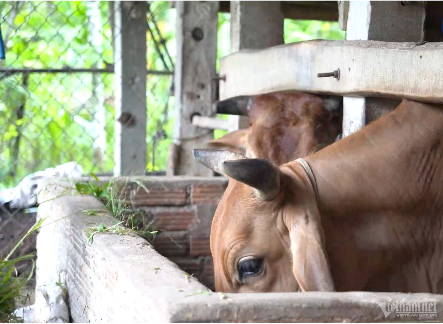 Đại diện phòng Nông nghiệp và Phát triển nông thôn huyện Sơn Tịnh cho biết: “Dự án đã mang lại hiệu quả cao cho người chăn nuôi bò lai ở huyện Sơn Tịnh. 