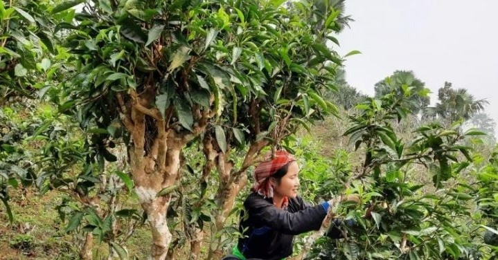 Ethnic minorities supported to develop community production