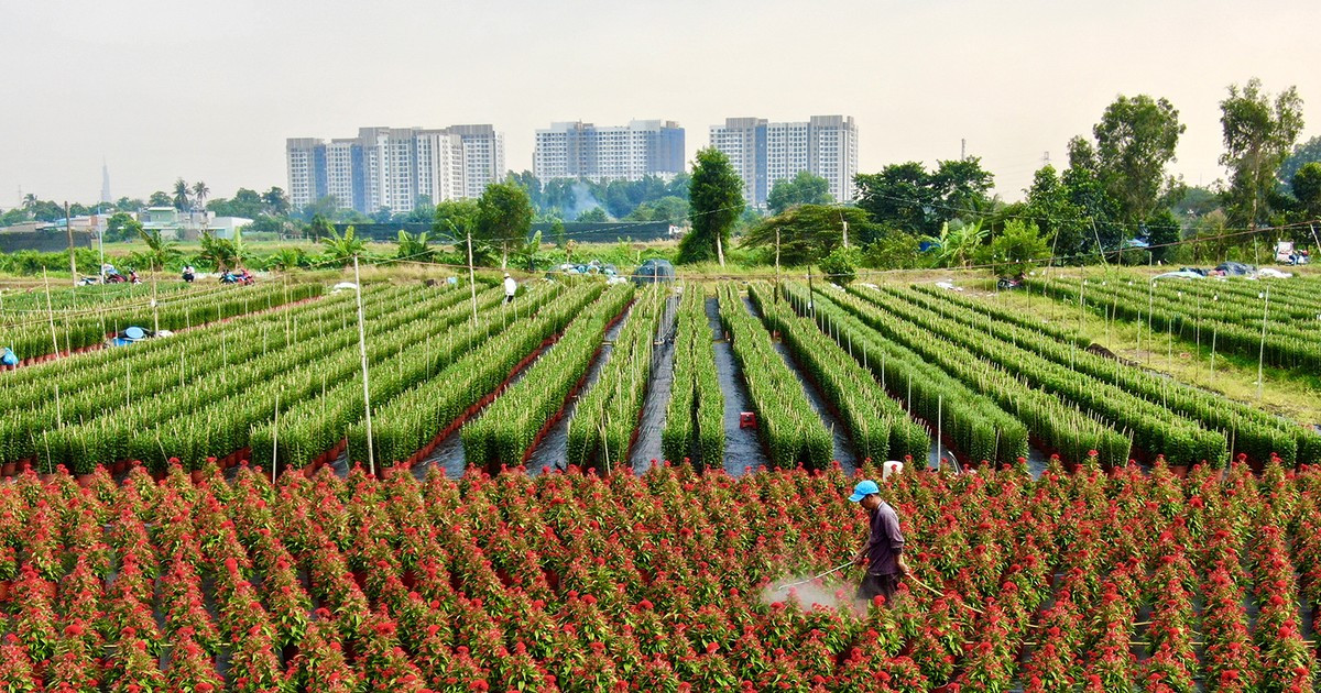 Flower village prepares for Tet holiday