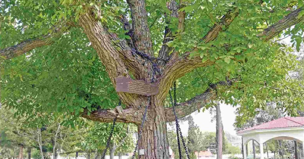 tree under arrest 16.jpg